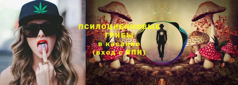 дарк нет клад  Тосно  Галлюциногенные грибы Psilocybine cubensis 